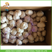 Fresh Garlic Natural 5.0cm